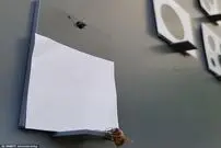 زنبور‌ها مفهوم صفر را می‌فهمند!