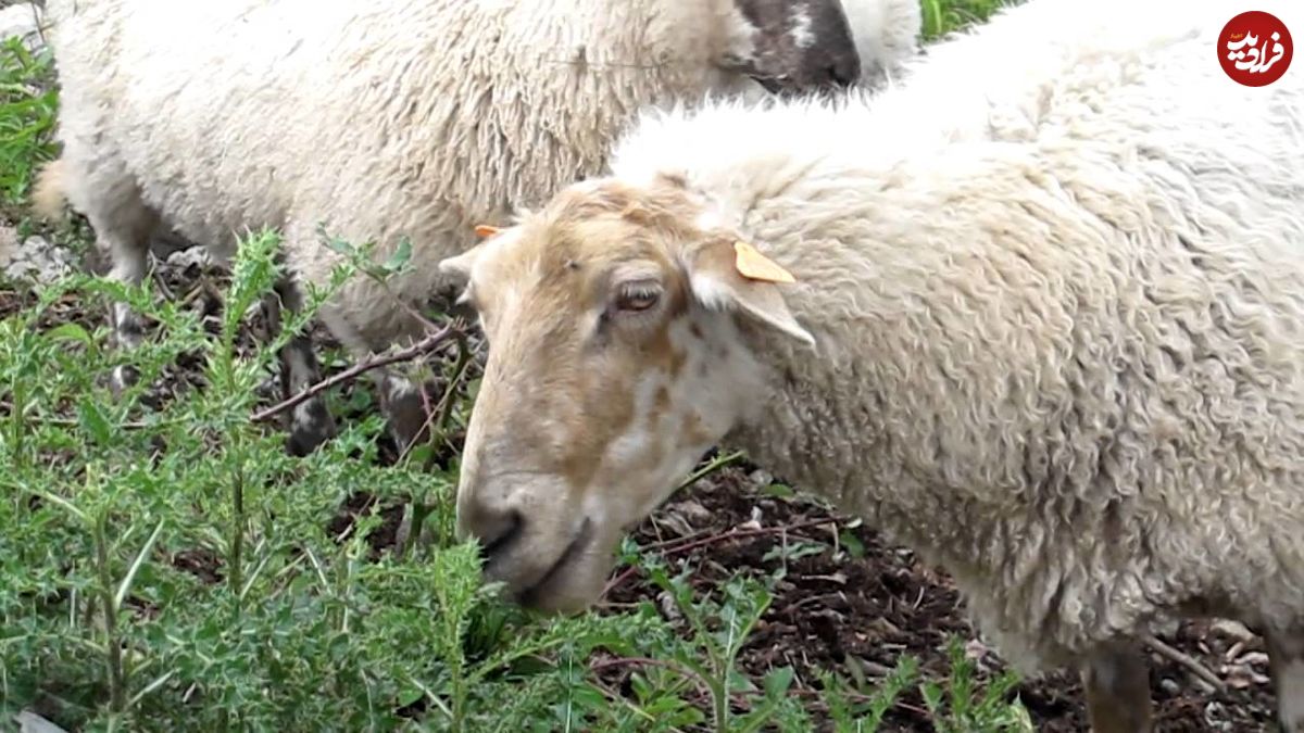 (تصاویر) گوسفند سنجابی؛ گوسفندی که فقط در کرمانشاه پیدا می‌شود و قطری‌ها عاشق گوشت آن هستند!