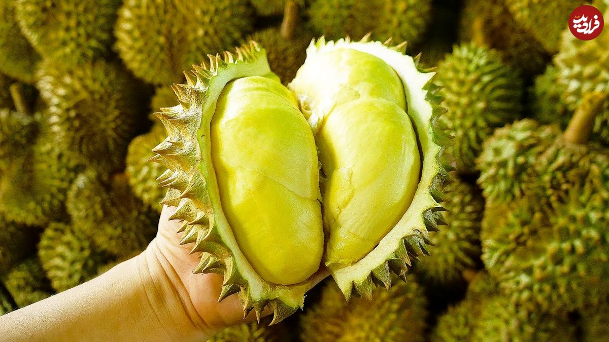 ببینید؛ سرعت و مهارت تماشایی میوه فروش تایوانی در برش دوریان 
