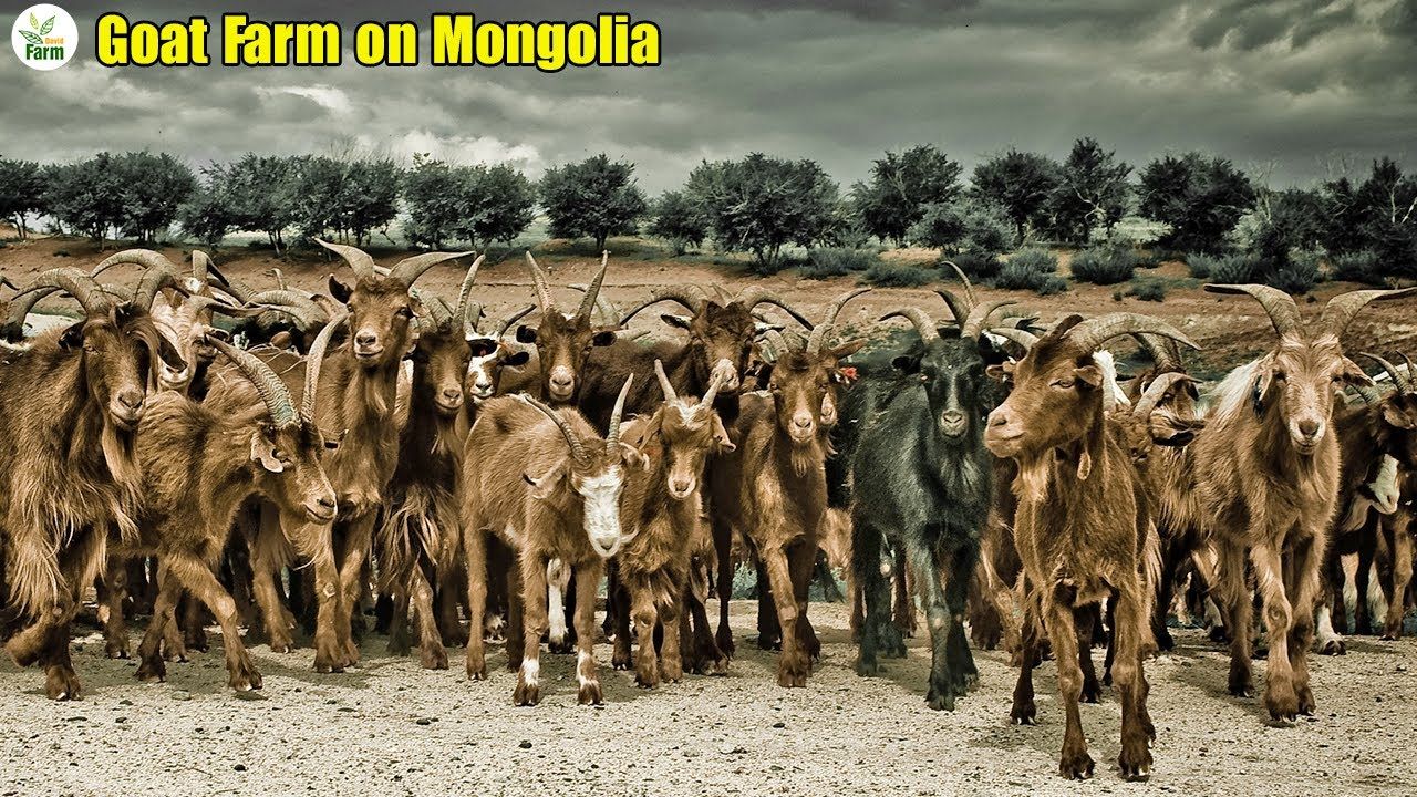 (ویدئو) ببینید عشایر مغولستانی چگونه هزاران بز را برای گوشت و پشم پرورش می دهند