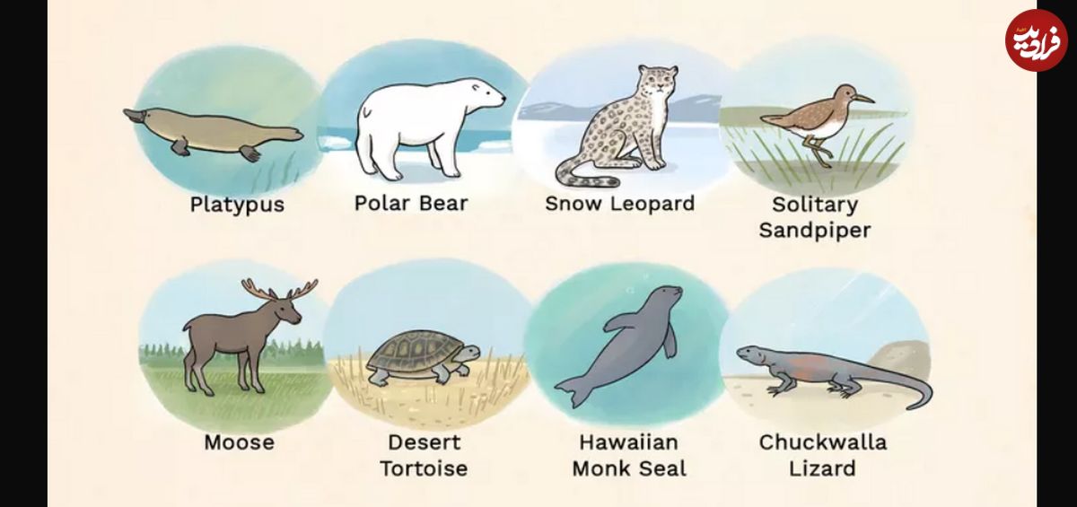 (تصاویر) ۸ نمونه از تنهاترین حیوانات جهان؛ از پلاتیپوس تا خرس‌های قطبی
