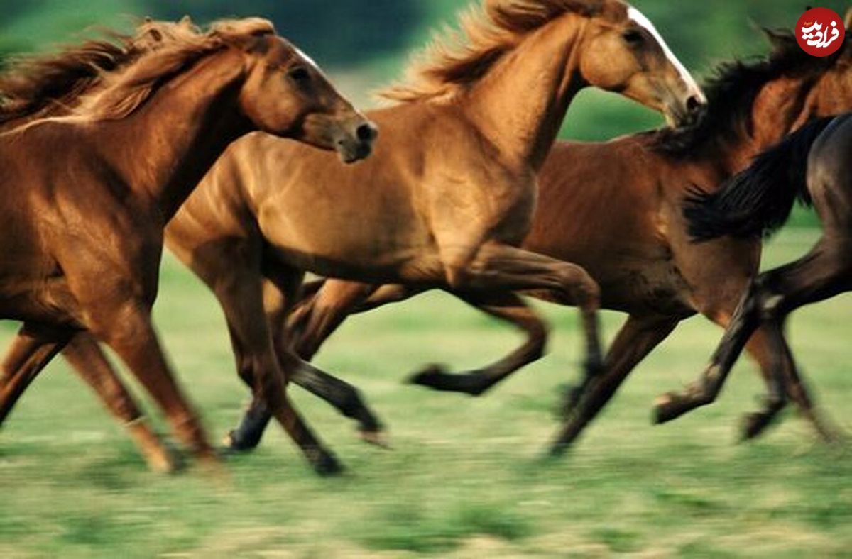 اسب‌های موستانگ چگونه بدون نعل در زمین‌های ناهموار حرکت می‌کنند؟