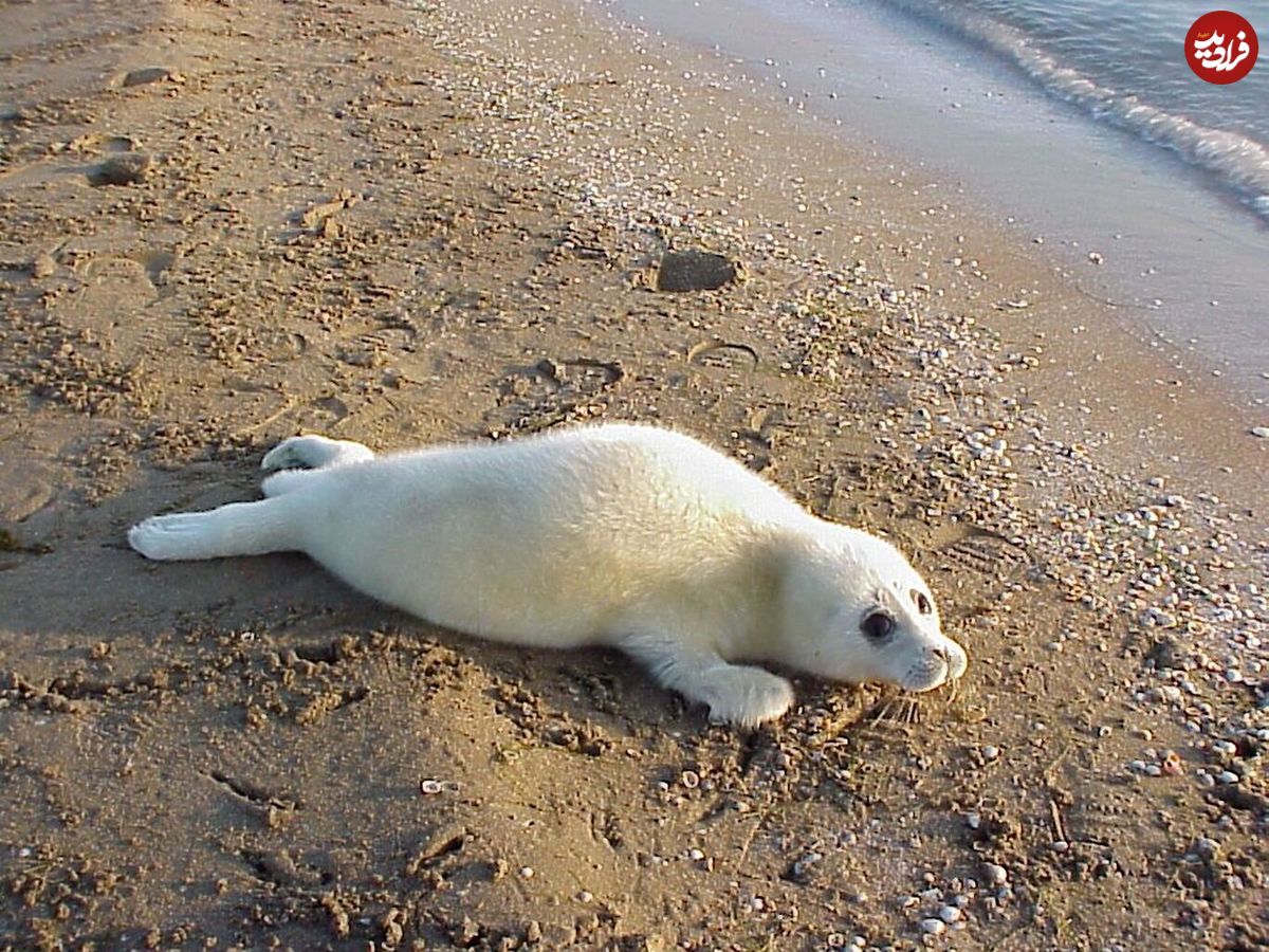 خطر انقراض تک پستاندار دریای خزر جدی است!