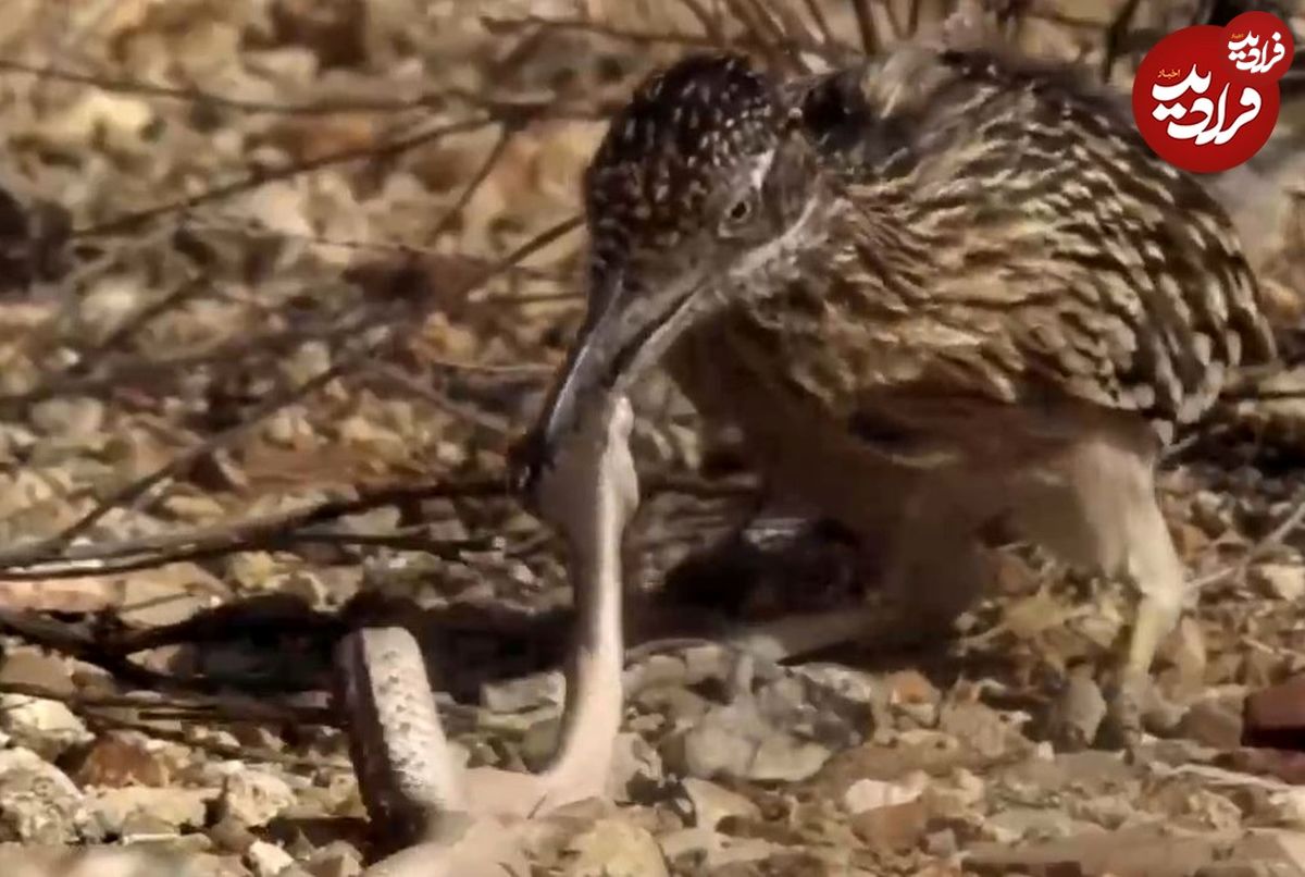 (ویدئو) کوکوی دونده؛ ماهرترین شکارچی مارها در میان پرندگان