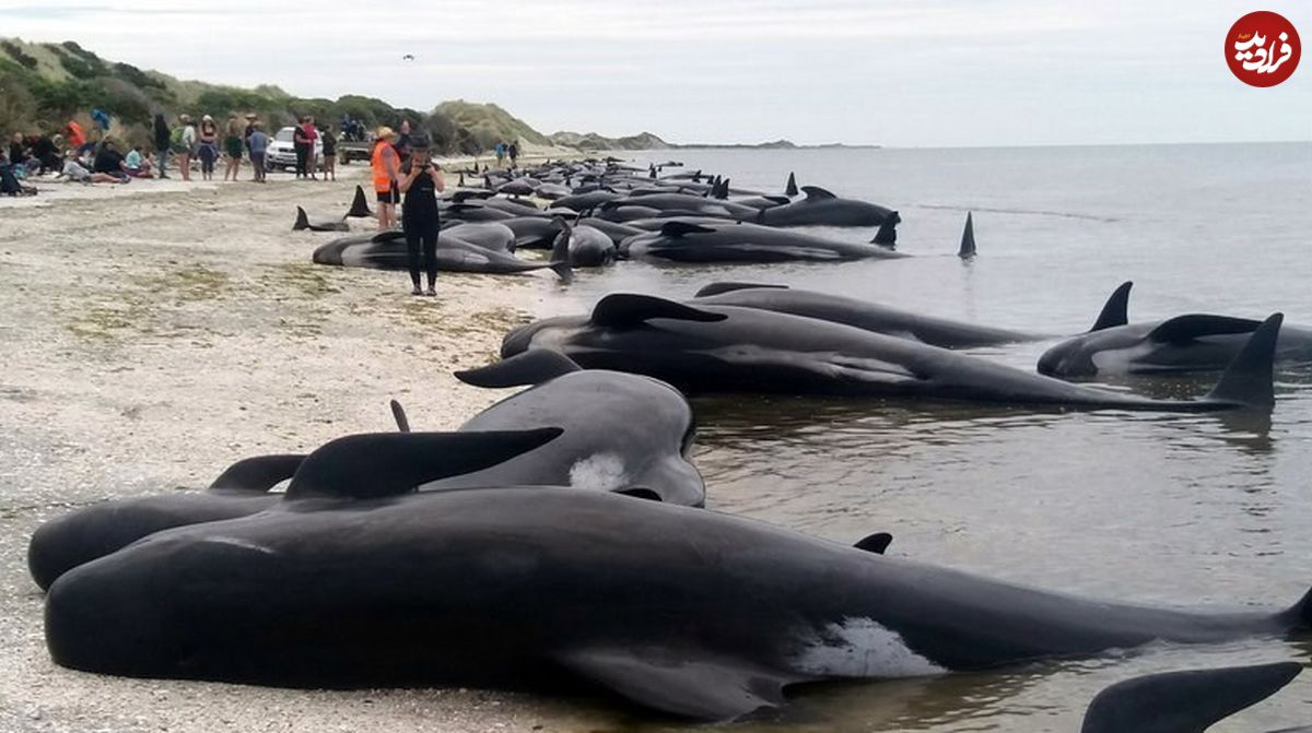وضعیت بحرانی نهنگ‌ها در دنیا