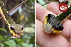 ببینید| این «کرم ابریشم» برای ترساندن دشمنان اش شبیه «مار» می شود!