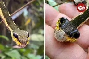 ببینید| این «کرم ابریشم» برای ترساندن دشمنان اش شبیه «مار» می شود!