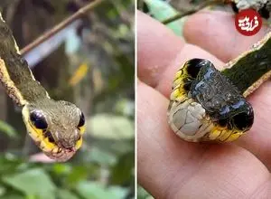 ببینید| این «کرم ابریشم» برای ترساندن دشمنان اش شبیه «مار» می شود!