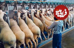 (ویدئو) نگاهی به مدرن ترین مزرعه پرورش گوسفند در چین 