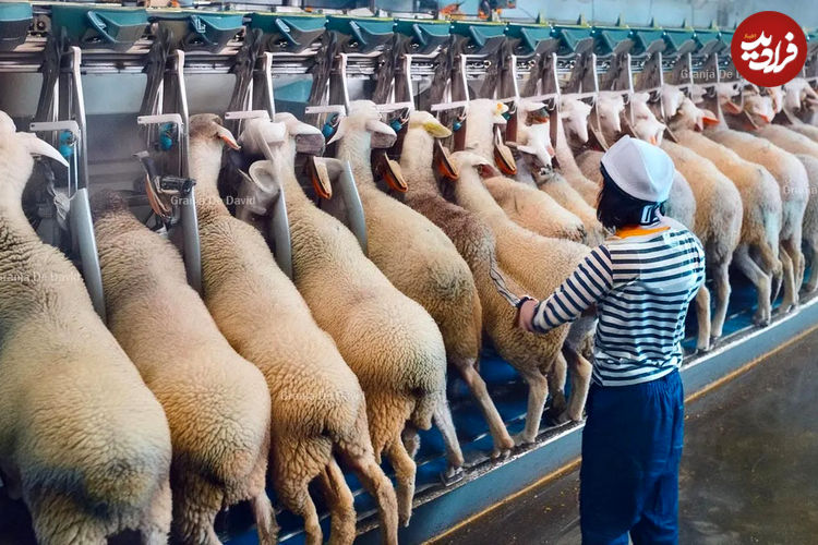(ویدئو) نگاهی به مدرن ترین مزرعه پرورش گوسفند در چین 