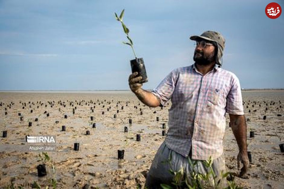  (عکس) درختکاری در دریای بوشهر