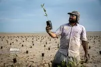  (عکس) درختکاری در دریای بوشهر