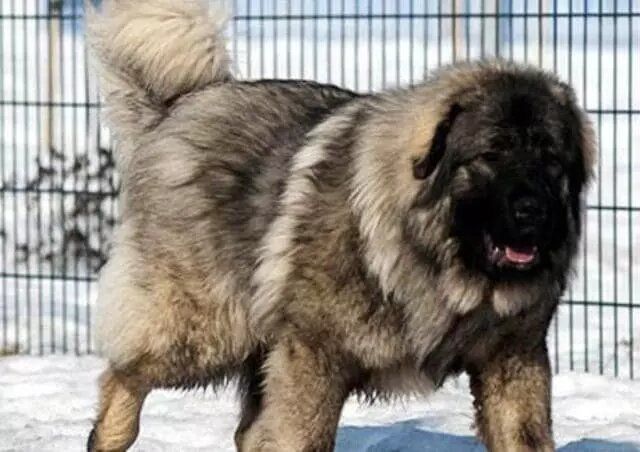 با بزرگترین نژاد سگ در ایران آشنا شوید!
