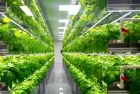 ژاپن چگونه با فناوری، بحران غذا و کمبود آب را به فرصت تبدیل کرد؟