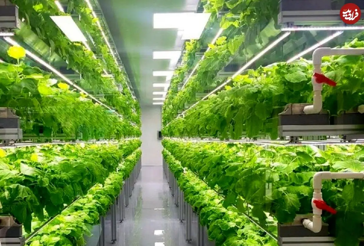 ژاپن چگونه با فناوری، بحران غذا و کمبود آب را به فرصت تبدیل کرد؟