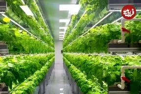 ژاپن چگونه با فناوری، بحران غذا و کمبود آب را به فرصت تبدیل کرد؟