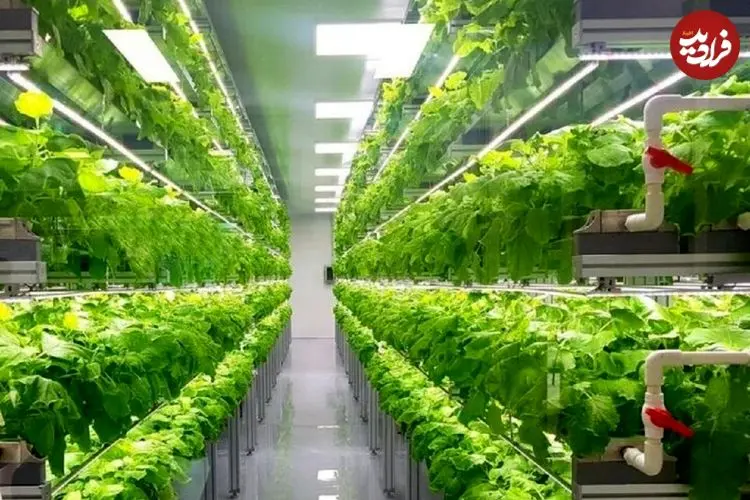 ژاپن چگونه با فناوری، بحران غذا و کمبود آب را به فرصت تبدیل کرد؟