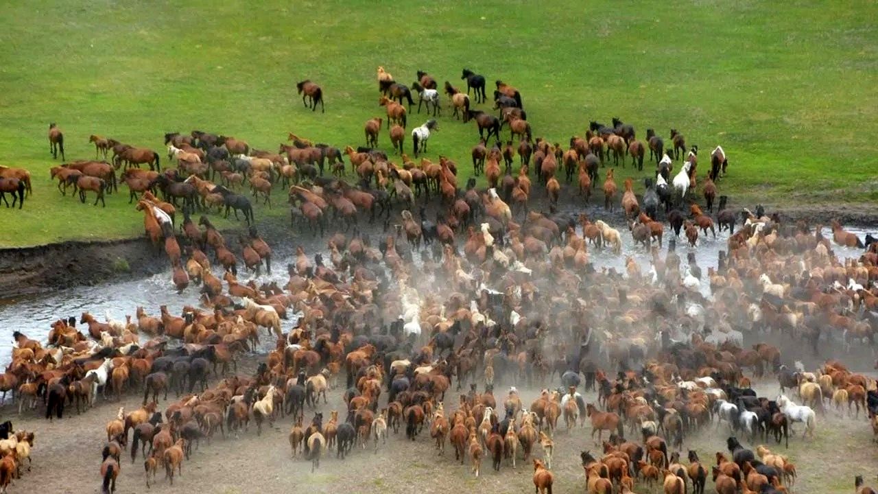 (ویدئو) چگونه دامداران آمریکایی 9.2 میلیون بوفالو و اسب را پرورش می دهند؟