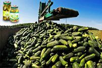 ببینید؛ فرآیند برداشت و فرآوری هزاران تن خیار و تولید خیار شور در آمریکای جنوبی