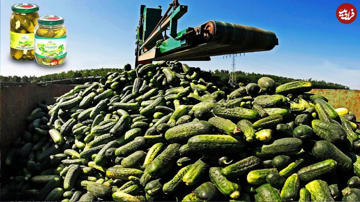ببینید؛ فرآیند برداشت و فرآوری هزاران تن خیار و تولید خیار شور در آمریکای جنوبی