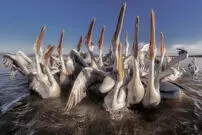 (تصاویر) عجیب و دیدنی از دنیای حیوانات