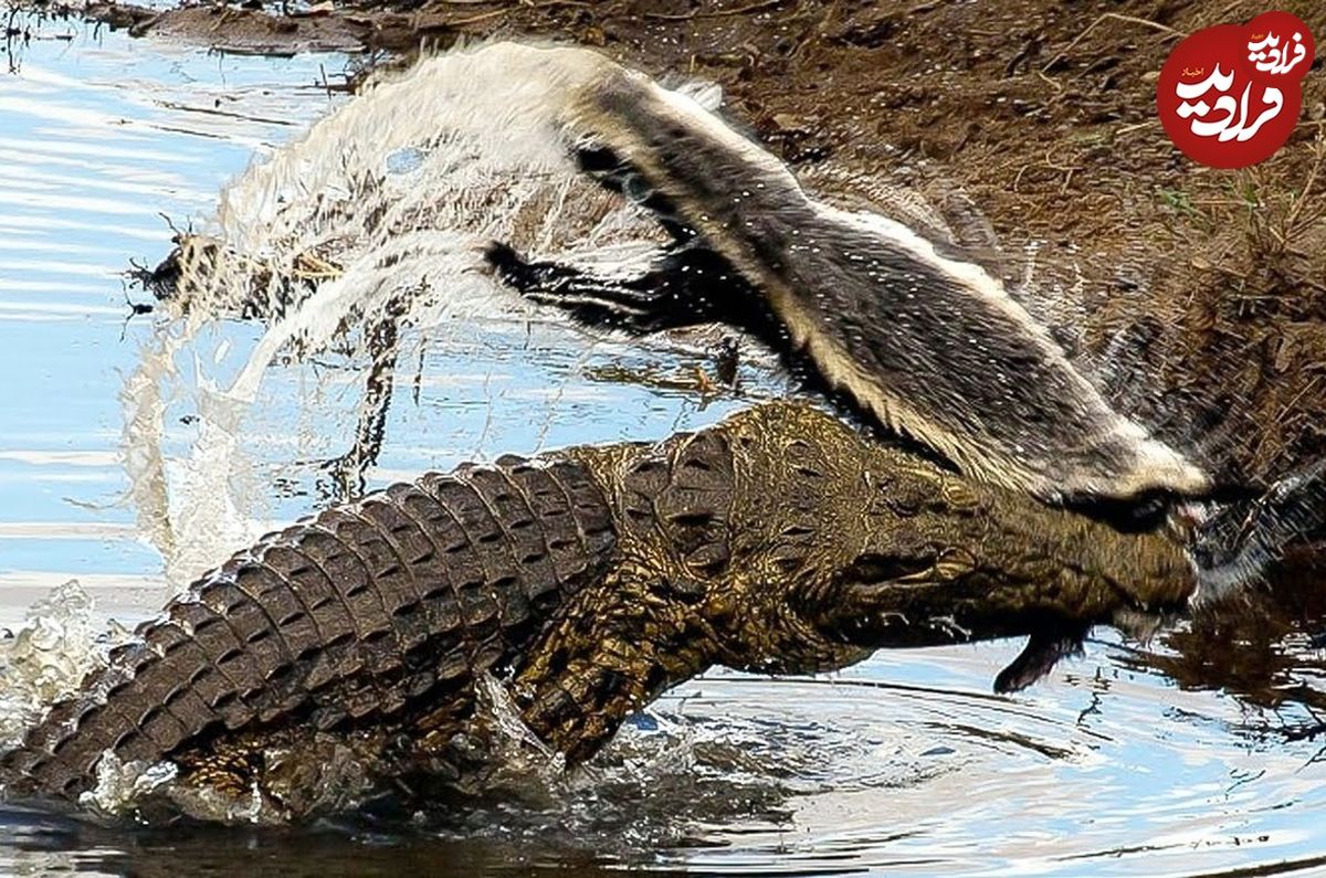 ویدئو) گورکن عسل خوار، یک تمساح را در عین ناباوری شکار کرد!