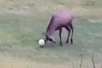 (ویدئو) گل زنی باورنکردنی گوزن و شادی جالب پس از گل‌اش!