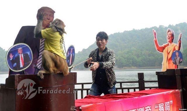 عکس/ جنجال بوسه یک میمون به صورت ترامپ!