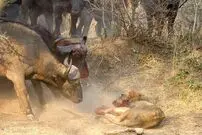 (ویدئو) وقتی بوفالو‌ها به شکار شیر می‌روند!