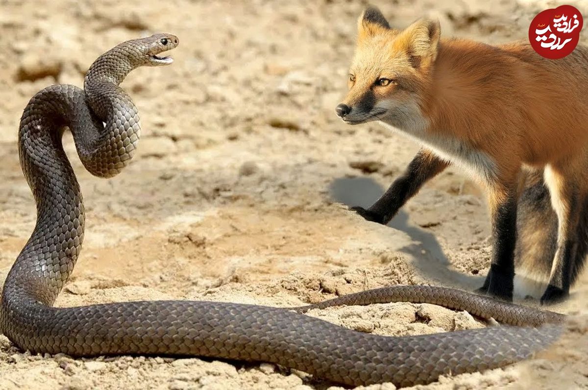 (ویدئو) روش هوشمندانه روباه برای شکار مارهای سمی