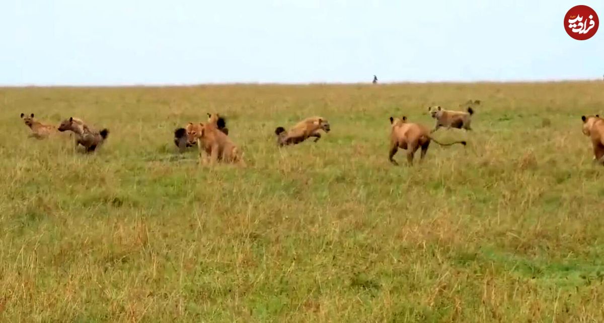 (ویدئو) درس عبرت سهمگینی که شیرها به کفتارها دادند!