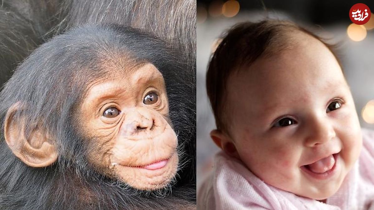 شباهت خنده نوزاد انسان با میمون