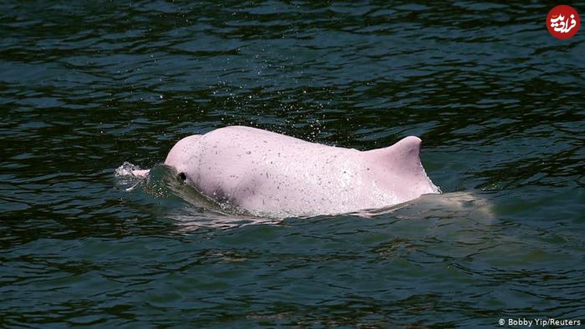 کرونا و بازگشت دلفین‌های صورتی به آب‌های هنگ‌کنگ