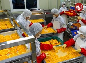 (ویدئو) فرآیند خشک کردن و بسته بندی جالب «پرتقال» در یک کارخانه کره ای
