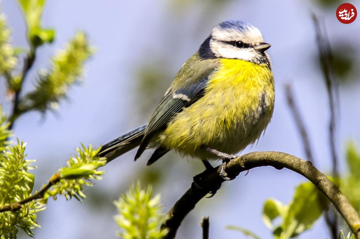 حشره‌کش‌‌ها عامل کاهش جمعیت پرندگان