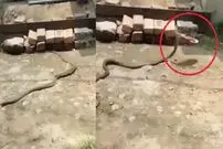 (ویدئو) مار بزرگ، دمپایی را دزدید و فرار کرد!