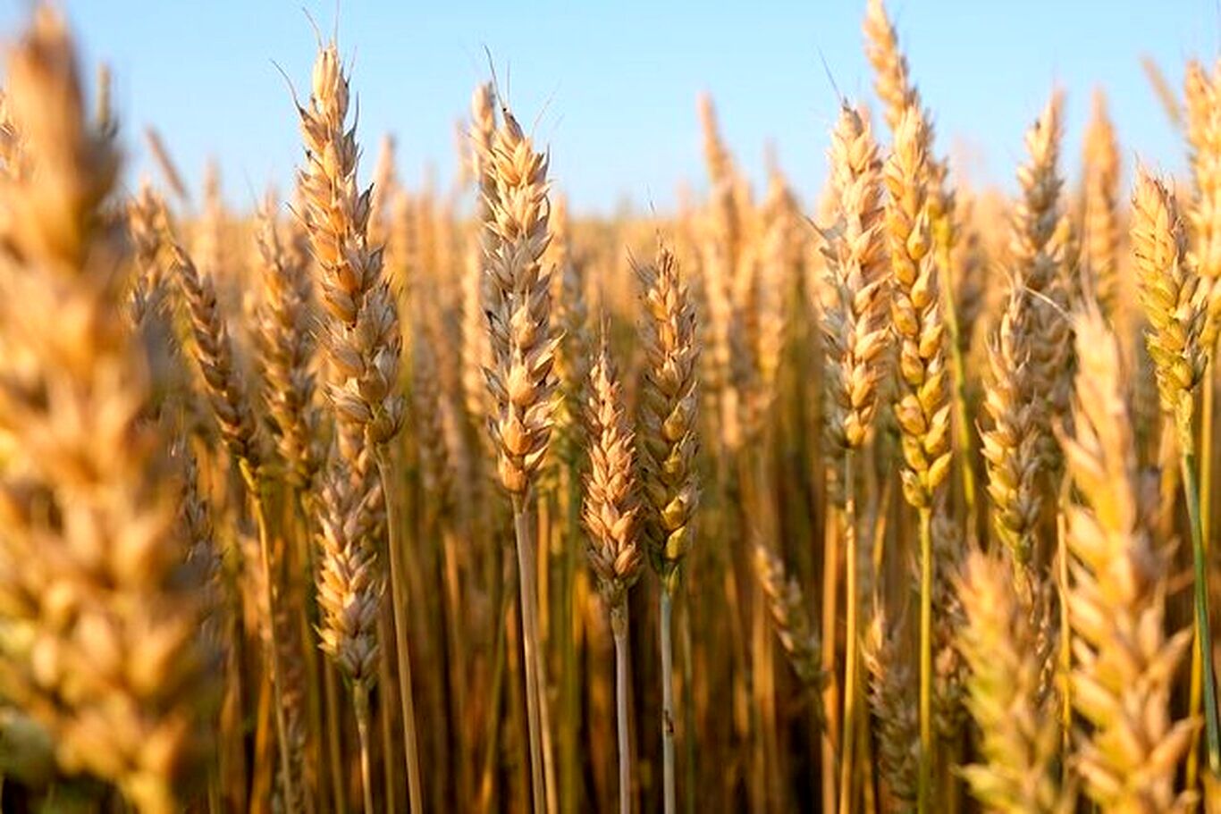 چگونه گندم تاریخ بشر را تغییر داد؟