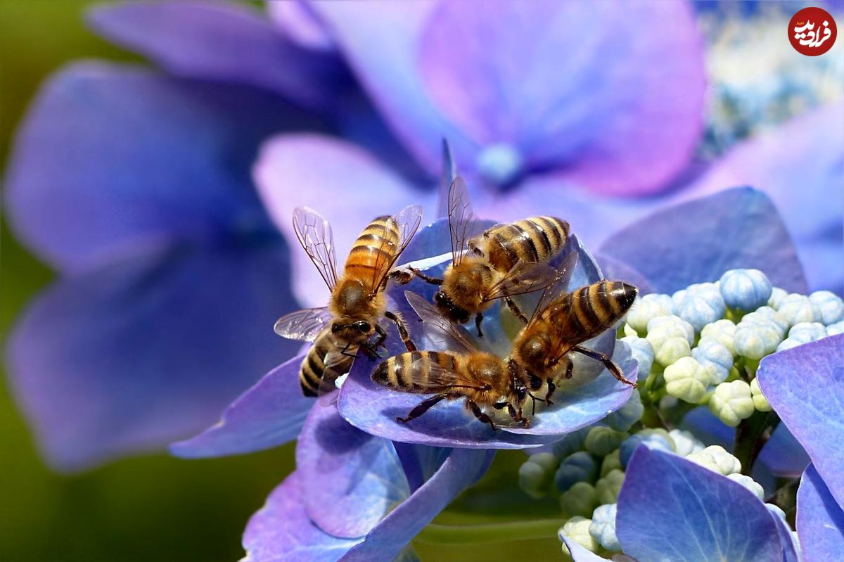 انتقال فلزات سمی با گرده افشانی زنبورها