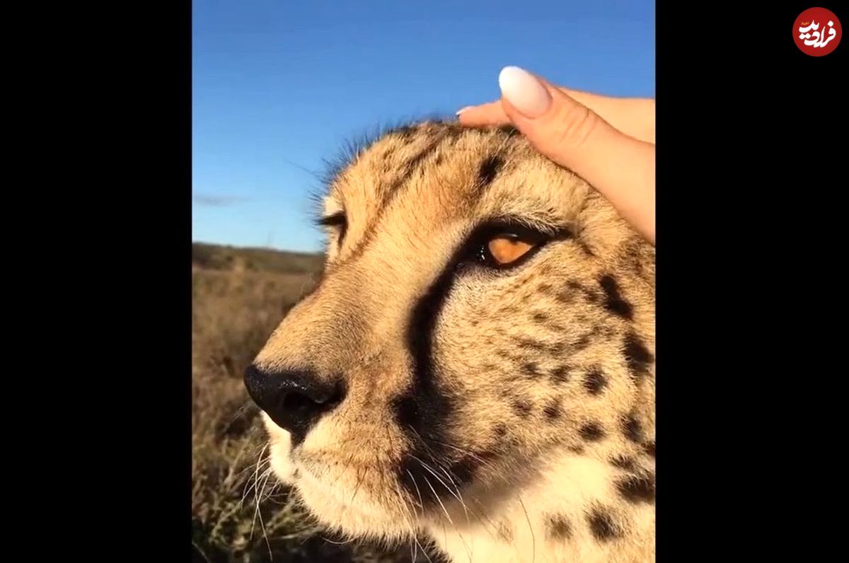 (ویدئو) علاقه عجیب یوزپلنگ وحشی به نوازش شدن توسط گردشگران!