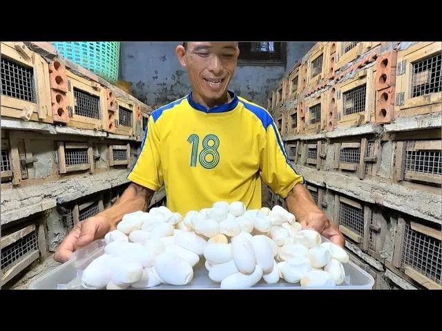(ویدئو) برداشت خطرناک تخم مار کبرا؛ چگونه کشاورزان ویتنامی با تخم کبرا میلیونر شدند؟