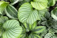 معرفی 7 گیاه برگ پهن آپارتمانی