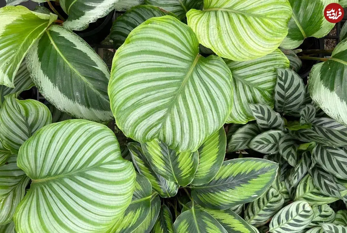 معرفی 7 گیاه برگ پهن آپارتمانی