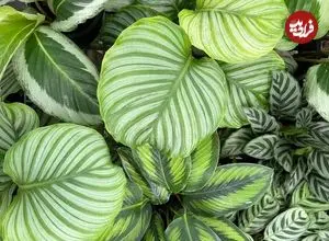 معرفی 7 گیاه برگ پهن آپارتمانی