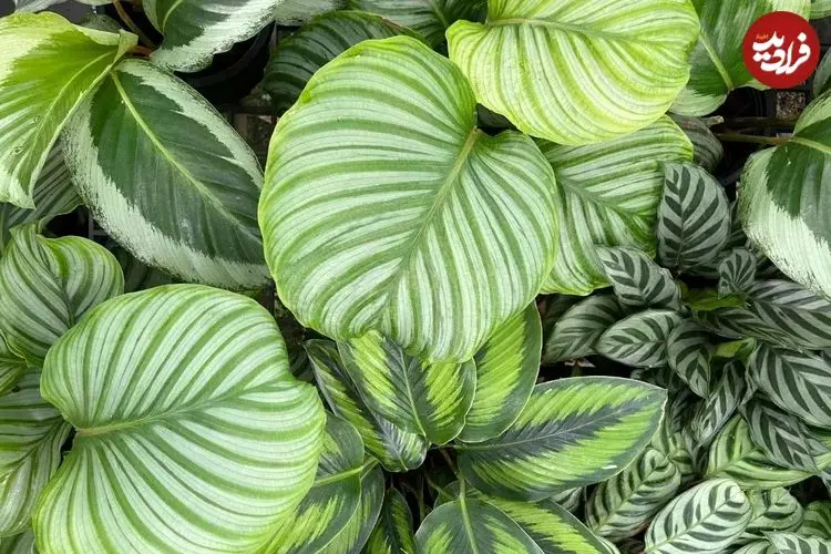 معرفی 7 گیاه برگ پهن آپارتمانی
