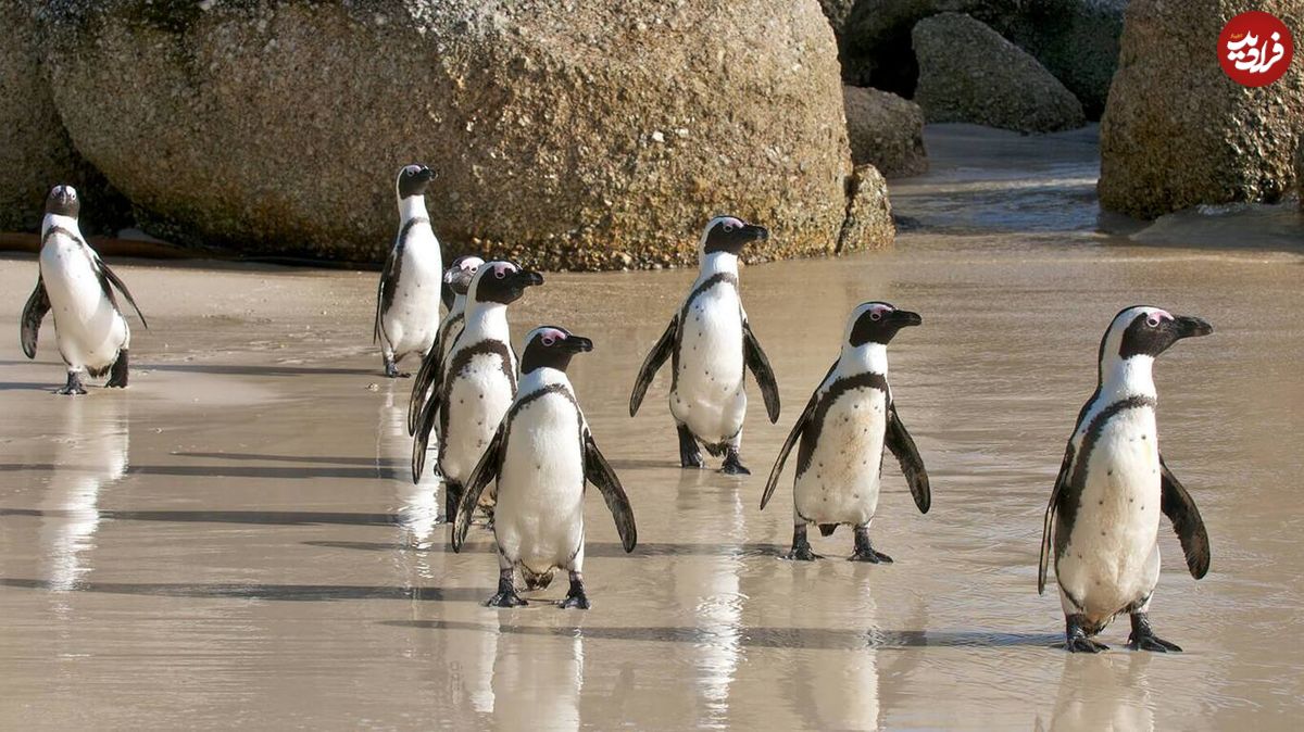 (عکس) واکنش جالب پنگوئن‌ها در مقابل آینه