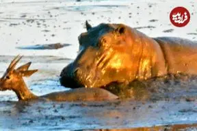ببینید| لحظه فرار ایمپالا از دست شیرها و کشته شدنش توسط اسب‌آبی در گل و لای!