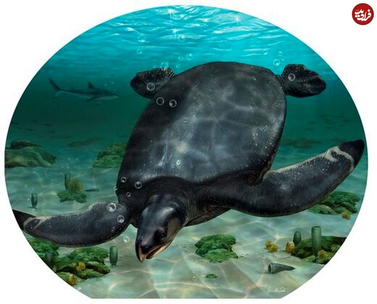 (عکس) کشف فسیل یک لاک‌پشت غول‌پیکر هم اندازه ماشین