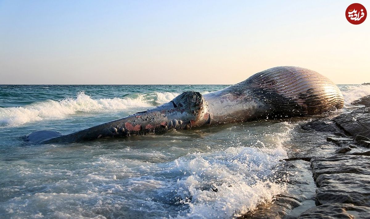 تصاویر/ لاشه نهنگ در جزیره کیش