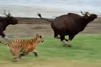 (ویدئو) لحظه نادر شکار گاو وحشی توسط ببر