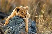 ببینید| بازیگوشی تمام‌نشدنی توله‌شیر با مادرش پربازدید شد